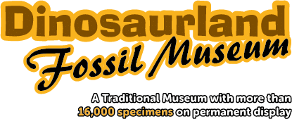 dinosaur-fossil-museum