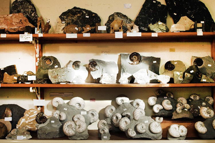 Fossils for sale in the Dinosaurland Fossil Museum Shop